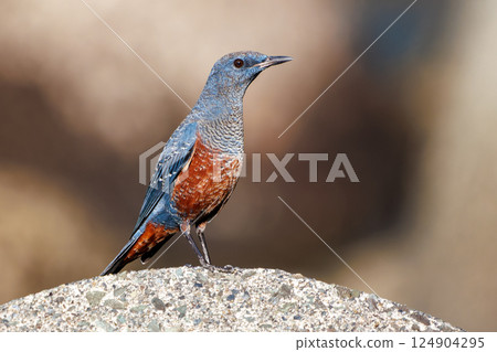 一隻岩鶇從防波堤起飛。 Hirizohama Nakagi 南伊豆鎮 伊豆半島 靜岡縣 2024 124904295