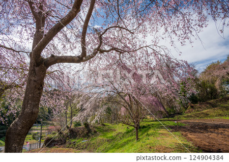 Matsumoto Takizakura: Graceful weeping cherry blossoms Matsumoto Takizakura: Graceful weeping cherry blossoms 124904384