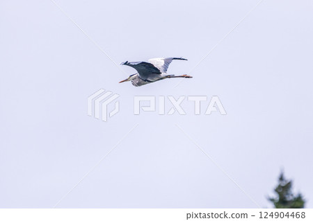 Beautiful flying grey heron (Ardeidae) Hirizohama Nakagi Minamiizu Town Izu Peninsula Shizuoka Prefecture 2024 124904468