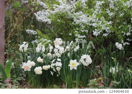 春天花園裡盛開的白色繡線菊花和水仙花 124904630