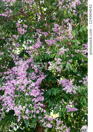 Queens Flower or Inthanin flower in Thailand, Queens crape myrtle, Pride of India, Jarul, banaba plant, Lagerstroemia speciosa, cheerful blooming in park. 124904642