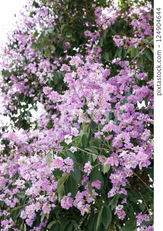 Queens Flower or Inthanin flower in Thailand, Queens crape myrtle, Pride of India, Jarul, banaba plant, Lagerstroemia speciosa, cheerful blooming in park. 124904644