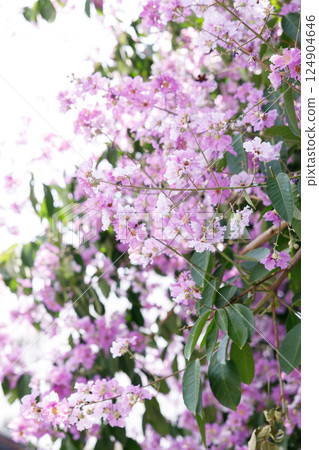 Queens Flower or Inthanin flower in Thailand, Queens crape myrtle, Pride of India, Jarul, banaba plant, Lagerstroemia speciosa, cheerful blooming in park. Queens Flower or Inthanin flower in Thailand, Queens crape myrtle, Pride of India, Jarul, banaba plant, Lagerstroemia speciosa, cheerful blooming in park. 124904646