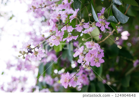 Queens Flower or Inthanin flower in Thailand, Queens crape myrtle, Pride of India, Jarul, banaba plant, Lagerstroemia speciosa, cheerful blooming in park. Queens Flower or Inthanin flower in Thailand, Queens crape myrtle, Pride of India, Jarul, banaba plant, Lagerstroemia speciosa, cheerful blooming in park. 124904648