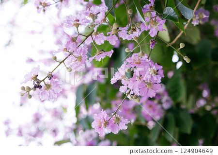 Queens Flower or Inthanin flower in Thailand, Queens crape myrtle, Pride of India, Jarul, banaba plant, Lagerstroemia speciosa, cheerful blooming in park. Queens Flower or Inthanin flower in Thailand, Queens crape myrtle, Pride of India, Jarul, banaba plant, Lagerstroemia speciosa, cheerful blooming in park. 124904649