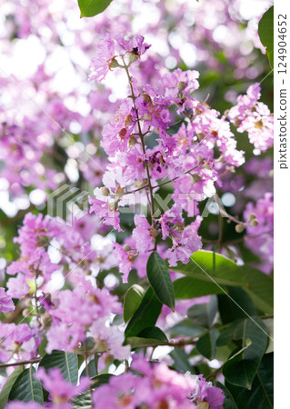 Queens Flower or Inthanin flower in Thailand, Queens crape myrtle, Pride of India, Jarul, banaba plant, Lagerstroemia speciosa, cheerful blooming in park. Queens Flower or Inthanin flower in Thailand, Queens crape myrtle, Pride of India, Jarul, banaba plant, Lagerstroemia speciosa, cheerful blooming in park. 124904652