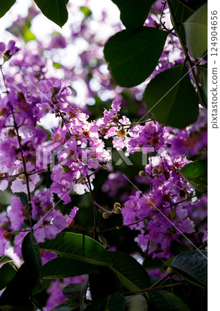 Queens Flower or Inthanin flower in Thailand, Queens crape myrtle, Pride of India, Jarul, banaba plant, Lagerstroemia speciosa, cheerful blooming in park. Queens Flower or Inthanin flower in Thailand, Queens crape myrtle, Pride of India, Jarul, banaba plant, Lagerstroemia speciosa, cheerful blooming in park. 124904656
