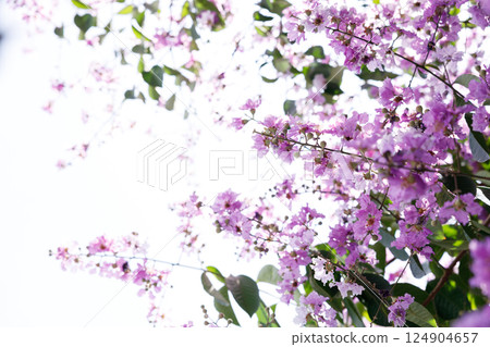 Queens Flower or Inthanin flower in Thailand, Queens crape myrtle, Pride of India, Jarul, banaba plant, Lagerstroemia speciosa, cheerful blooming in park. 124904657