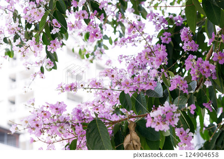 Queens Flower or Inthanin flower in Thailand, Queens crape myrtle, Pride of India, Jarul, banaba plant, Lagerstroemia speciosa, cheerful blooming against city scene. Queens Flower or Inthanin flower in Thailand, Queens crape myrtle, Pride of India, Jarul, banaba plant, Lagerstroemia speciosa, cheerful blooming against city scene. 124904658