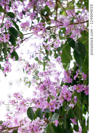 Queens Flower or Inthanin flower in Thailand, Queens crape myrtle, Pride of India, Jarul, banaba plant, Lagerstroemia speciosa, cheerful blooming in park. Queens Flower or Inthanin flower in Thailand, Queens crape myrtle, Pride of India, Jarul, banaba plant, Lagerstroemia speciosa, cheerful blooming in park. 124904659