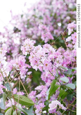 Queens Flower or Inthanin flower in Thailand, Queens crape myrtle, Pride of India, Jarul, banaba plant, Lagerstroemia speciosa, cheerful blooming in park. Queens Flower or Inthanin flower in Thailand, Queens crape myrtle, Pride of India, Jarul, banaba plant, Lagerstroemia speciosa, cheerful blooming in park. 124904663