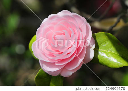 Beautiful Otome Tsubaki 124904678
