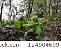 Butterbur sprouts growing in the forest 124904699