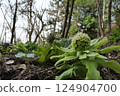 Spring has come to Hikinooto 124904700