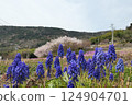 Muscari blooming in the mountains 124904701