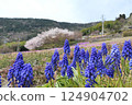 Blooming Muscari 124904702