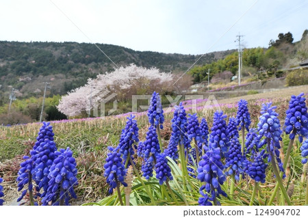 Blooming Muscari Blooming Muscari 124904702
