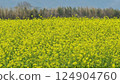 Landscape with rape blossom field in early spring 124904760