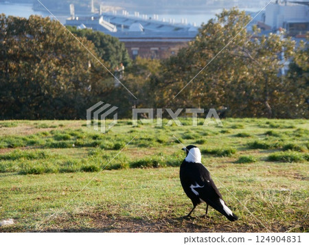 Magpie looking down from the hill 124904831