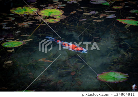 鯉魚游泳莫奈的池塘 124904911