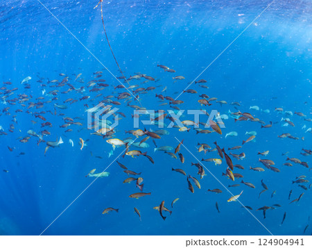 一大群黑鯛、石首魚和其他魚類。 Hirizohama Nakagi 南伊豆鎮 伊豆半島 靜岡縣 2024 124904941