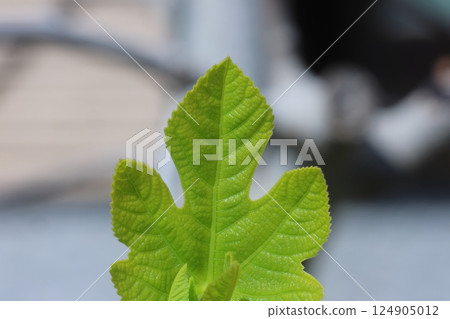嫩葉在陽光下閃閃發光 124905012