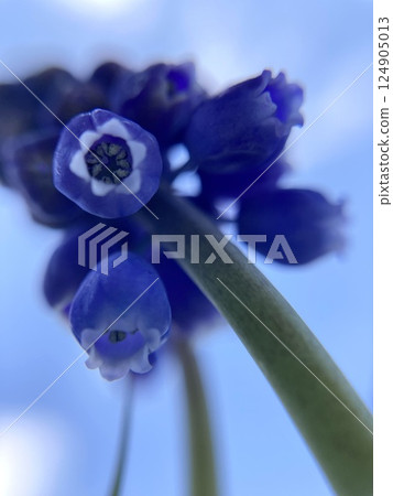 穆斯卡里花扇形特寫 3 124905013