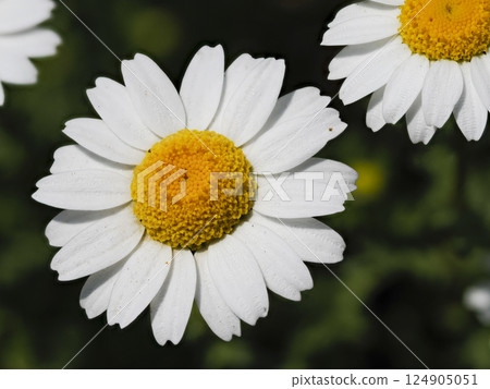 Close-up of camphor tree Close-up of camphor tree 124905051
