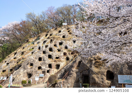 Yoshimi Hyakuketsu in Spring 124905108