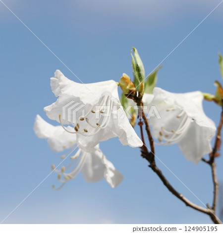 Genkaitsutsuji 124905195