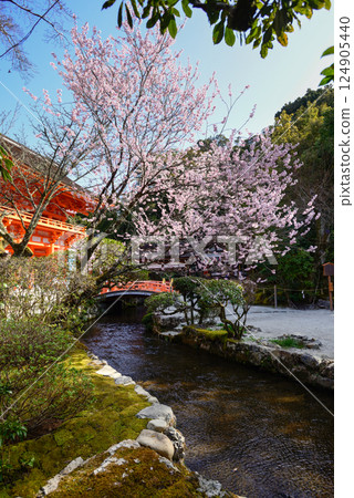 上賀茂神社（Kamowakeikazuchi Shrine）塔門（Shingu Gate）和櫻花 124905440