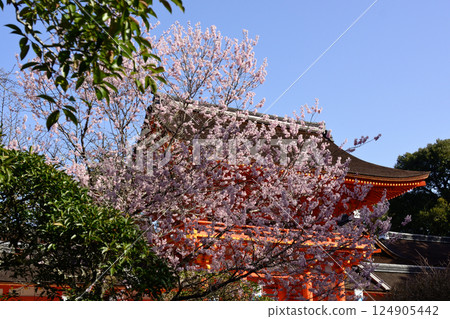 上賀茂神社(Kamowakeikazuchi Shrine)塔門(Shingu Gate)和櫻花 上賀茂神社(Kamowakeikazuchi Shrine)塔門(Shingu Gate)和櫻花 124905442