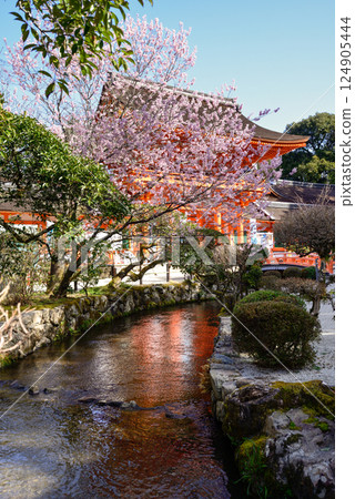 Kamigamo Shrine (Kamowakeikazuchi Shrine) Tower Gate (Shingu Gate) and cherry blossoms 124905444
