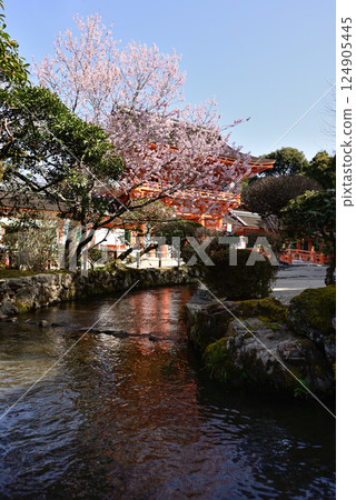 Kamigamo Shrine (Kamowakeikazuchi Shrine) Tower Gate (Shingu Gate) and cherry blossoms Kamigamo Shrine (Kamowakeikazuchi Shrine) Tower Gate (Shingu Gate) and cherry blossoms 124905445