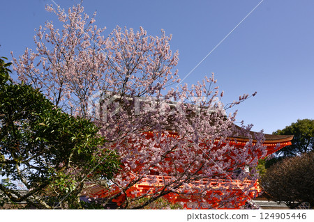 Kamigamo Shrine (Kamowakeikazuchi Shrine) Tower Gate (Shingu Gate) and cherry blossoms 124905446