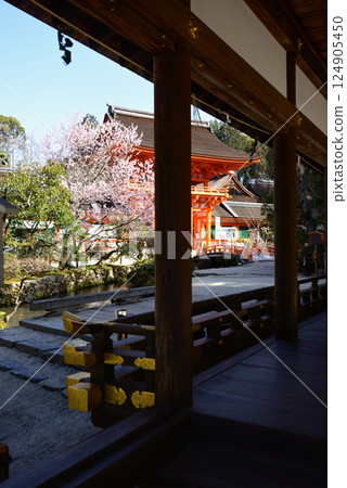 上賀茂神社（Kamowakeikazuchi Shrine）塔門（Shingu Gate）和櫻花 124905450