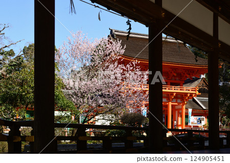 上賀茂神社（Kamowakeikazuchi Shrine）塔門（Shingu Gate）和櫻花 124905451