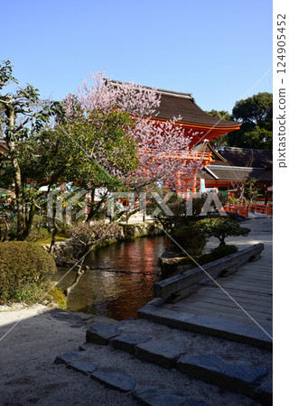 Kamigamo Shrine (Kamowakeikazuchi Shrine) Tower Gate (Shingu Gate) and cherry blossoms 124905452