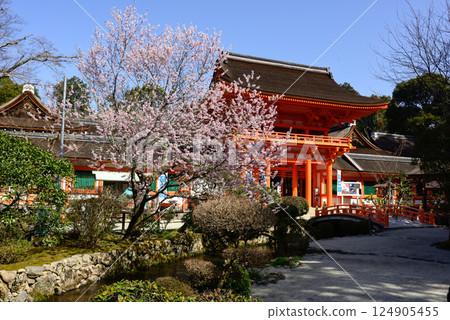Kamigamo Shrine (Kamowakeikazuchi Shrine) Tower Gate (Shingu Gate) and cherry blossoms 124905455
