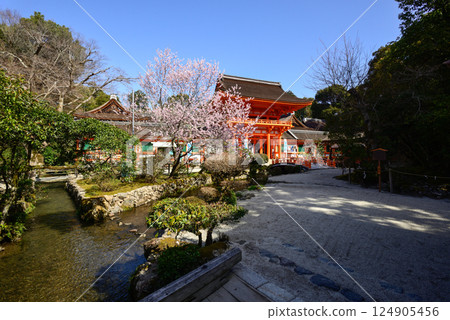 Kamigamo Shrine (Kamowakeikazuchi Shrine) Tower Gate (Shingu Gate) and cherry blossoms 124905456