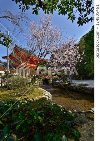 Kamigamo Shrine (Kamowakeikazuchi Shrine) Tower Gate (Shingu Gate) and cherry blossoms Kamigamo Shrine (Kamowakeikazuchi Shrine) Tower Gate (Shingu Gate) and cherry blossoms 124905461