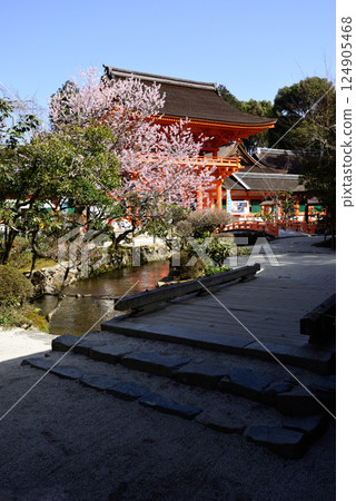 Kamigamo Shrine (Kamowakeikazuchi Shrine) Tower Gate (Shingu Gate) and cherry blossoms 124905468