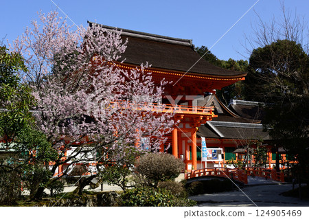 Kamigamo Shrine (Kamowakeikazuchi Shrine) Tower Gate (Shingu Gate) and cherry blossoms 124905469