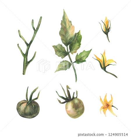 Tomato plant set with unripe fruit, green leaves and yellow flowers. Watercolor botanical agricultural vegetables crop. Realistic hand drawn illustration. Isolated from background garden farm clipart 124905514