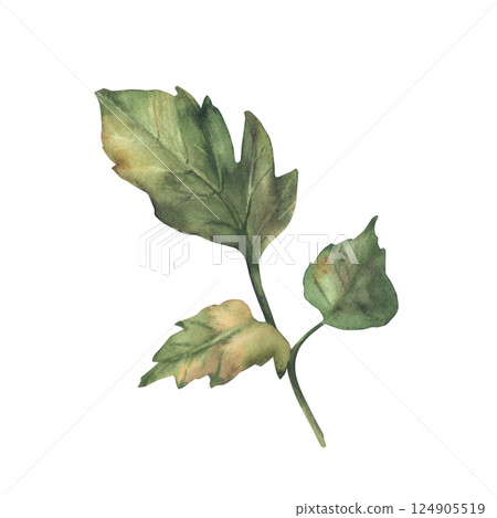 Tomato green leaf. Realistic painted watercolor tomato plant sprig with three leaves Hand drawn botanical branch isolated on white illustration for floral design, sticker, garden packaging seeds label Tomato green leaf. Realistic painted watercolor tomato plant sprig with three leaves Hand drawn botanical branch isolated on white illustration for floral design, sticker, garden packaging seeds label 124905519