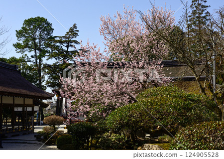 上賀茂神社（Kamowakeikazuchi Shrine）櫻花 124905528