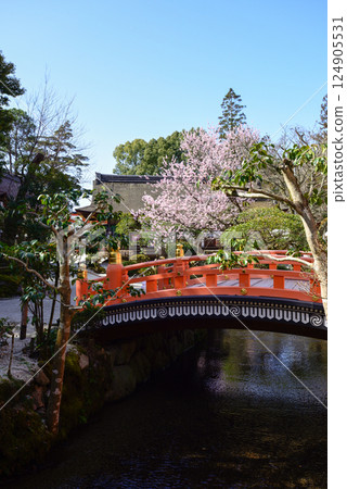 Kamigamo Shrine (Kamowakeikazuchi Shrine) Sakura 124905531