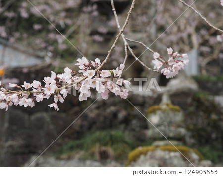 Weeping cherry blossoms in full bloom and lanterns at Murayama Sengen Shrine Weeping cherry blossoms in full bloom and lanterns at Murayama Sengen Shrine 124905553