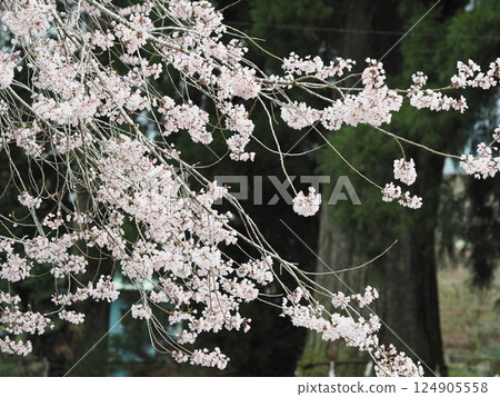 Cherry blossoms in full bloom and the sacred tree at Murayama Sengen Shrine 124905558