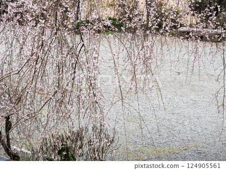 村山淺間神社的垂枝櫻花盛開 村山淺間神社的垂枝櫻花盛開 124905561